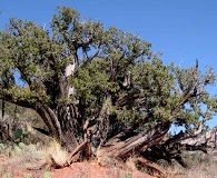 Juniperus arizonica