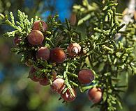 Juniperus coahuilensis