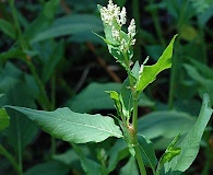 Koenigia phytolaccifolia