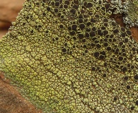 Lecanora argopholis