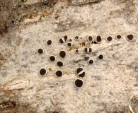 Lecanora circumborealis