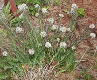 Lepidium heterophyllum