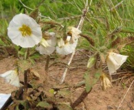 Leucophysalis grandiflora