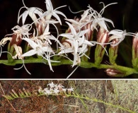 Liatris pauciflora