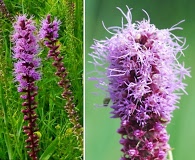 Liatris pycnostachya