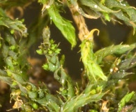 Lindbergia brachyptera