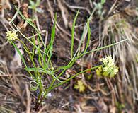 Lomatium cusickii
