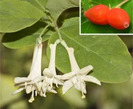 Lonicera utahensis