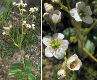 Micranthes californica