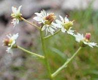 Micranthes calycina