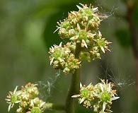Micranthes pensylvanica