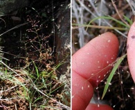 Muhlenbergia fragilis