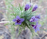 Navarretia pubescens