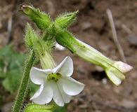 Nicotiana clevelandii