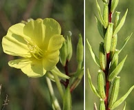 Oenothera fruticosa