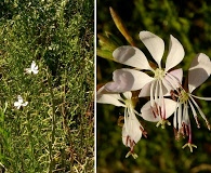 Oenothera suffulta