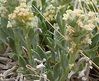 Oreocarya cana