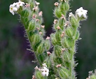Oreocarya setosissima