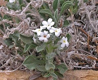 Oreocarya tenuis