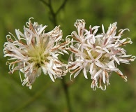 Palafoxia integrifolia
