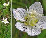 Parnassia parviflora