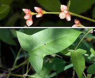 Persicaria arifolia
