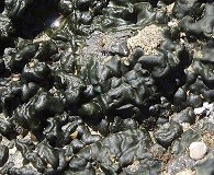 Petrospongium rugosum