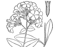 Phlox latifolia