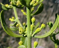 Phoradendron villosum