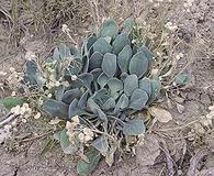 Physaria brassicoides