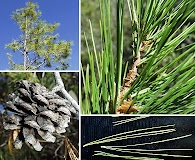 Pinus leiophylla