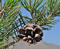 Pinus remota
