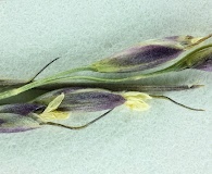 Piptatheropsis exigua