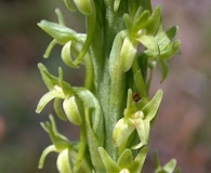 Platanthera elongata