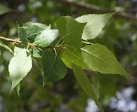 Populus X acuminata