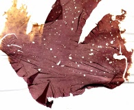 Porphyra purpurea