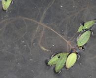 Potamogeton spirillus