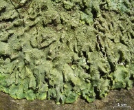 Punctelia missouriensis