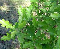 Quercus X undulata