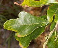 Quercus boyntonii