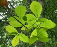 Quercus candicans