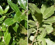 Quercus eduardii