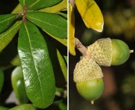 Quercus fusiformis