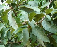 Quercus peduncularis
