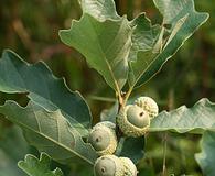 Quercus prinoides