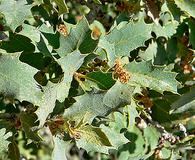 Quercus turbinella