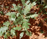 Quercus welshii