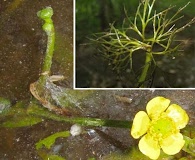 Ranunculus flabellaris