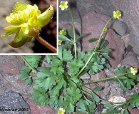 Ranunculus gelidus