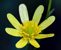 Ranunculus petiolaris